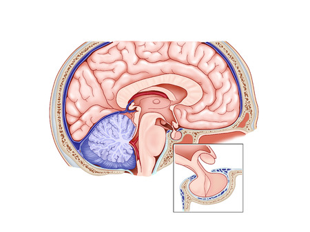 The pituitary gland diagramの写真素材