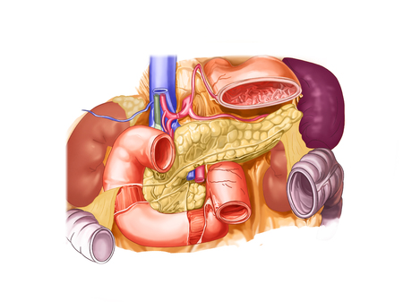 The pancreasの写真素材