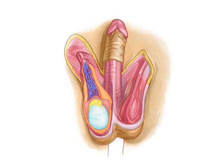 Penis, testis, male genitaliaの写真素材