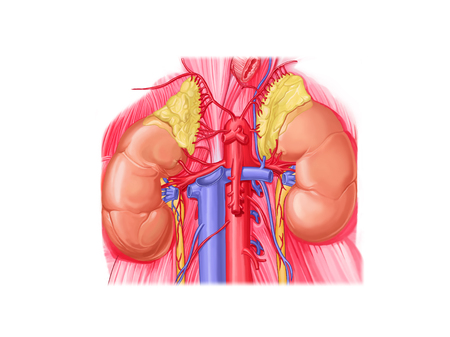Adrenal kidneyの写真素材