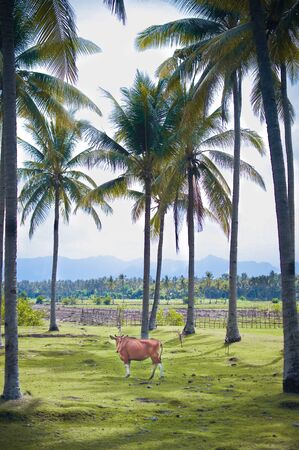 A cow at the villageの写真素材