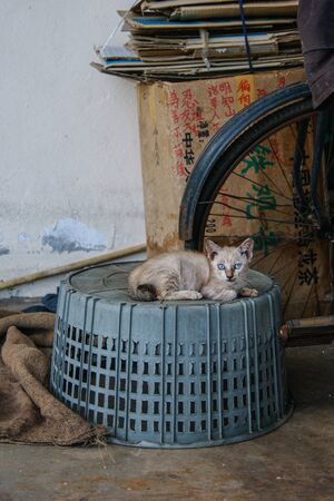 grey kitten resting on blue basketの写真素材