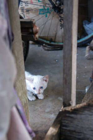 white kitten crouching on concrete floorの写真素材