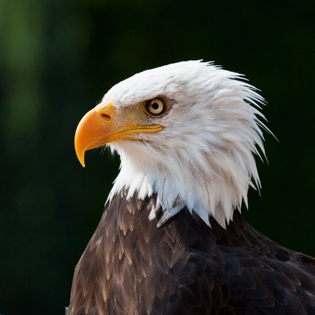 American eagle portrait with dark backgroundの写真素材