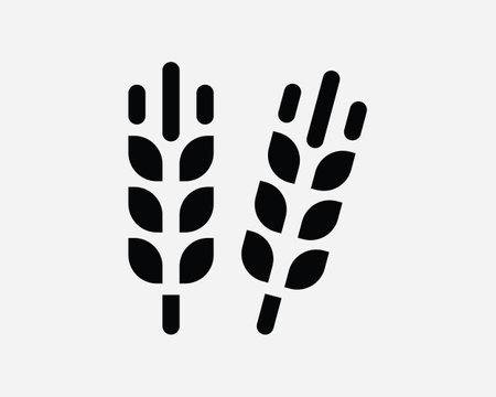 Wheat Rye Barley Grain Seed Plant Harvest Cereal Organic Healthy Crop Black and White Icon Sign Symbol Vector Artwork Clipart Illustrationのイラスト素材
