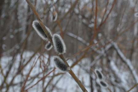 Willow twigs with catkins in the snow in winter.