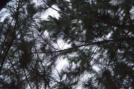 The branches of pine trees against the sky. View from below.
