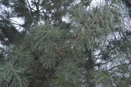 Pine tree branches with needles close-up. High quality photo