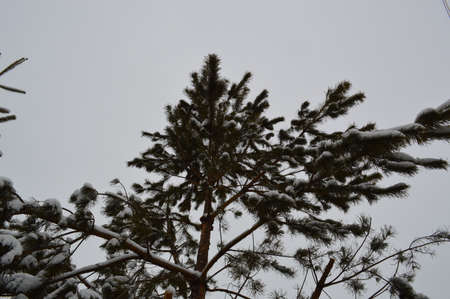 Pine tree in the winter forest. Snow on the branches.の写真素材