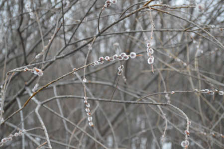 Willow branches covered with hoarfrost in the winter forest.