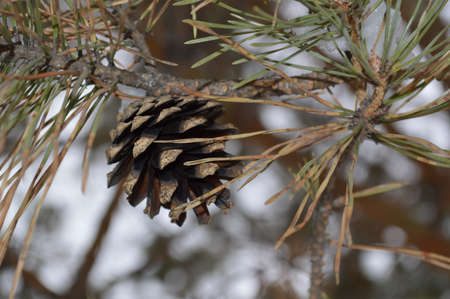 Trees, bushes and plants in the snow