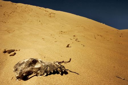 Animal skull found in the desertの写真素材