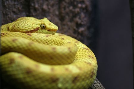Close up of snake at Melbourne zooの写真素材