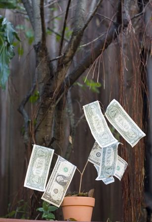 Money tree at home backyardの写真素材