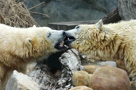 Polar Bear playing at Seaworld - Australiaの写真素材