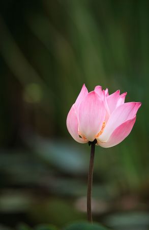 Close up shot of pink lotus.の写真素材