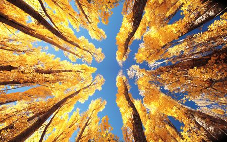Yellow trees during Autumn in New Zealandの写真素材