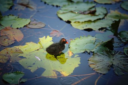 Little bird learning how to stand on a lotus leafの写真素材