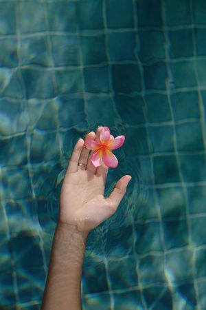 Woman's hand holds a frangipani flower over a swimming poolの写真素材
