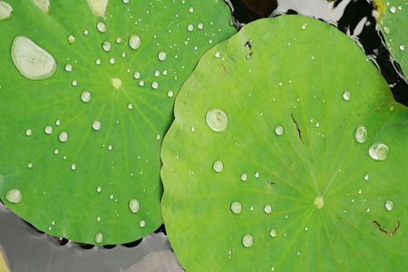 Macro of drop of water on a lotus leafの写真素材
