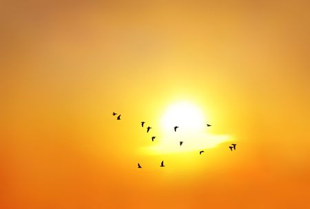 Silhouette of birds flying home at sunsetの写真素材