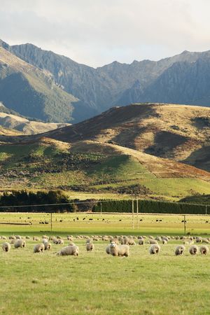 Beautiful landscape of mountains and sheep in New Zealandの写真素材