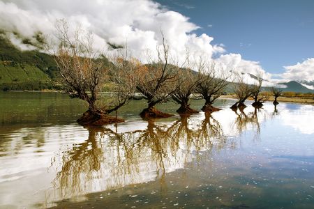 Dry trees on a lake in New Zealand during Autumn.