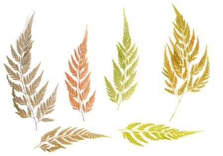 Assorted autum leaves isolated on whiteの写真素材