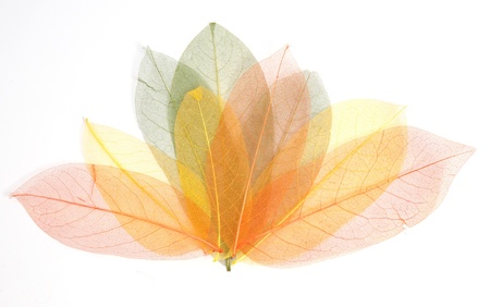 Design element: Assorted autum leaves isolated on whiteの写真素材