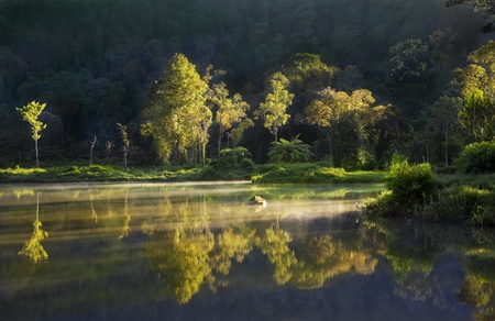 Reflection of tropical trees lit by sunrise の写真素材