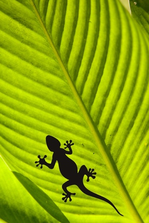 Macro shot of a gecko and a fly on a leaf isolated on blackの写真素材