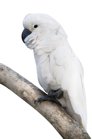 Cockatoo bird perching on branch, isolated on white backgroundの写真素材