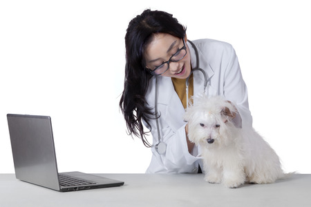 Portrait of a young veterinarian checks the cleanliness of a maltese dog fur with laptop on deskの写真素材
