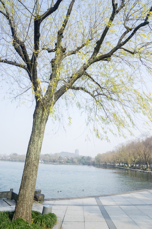 HANGZHOU, CHINA. April 13, 2017: Beautiful landscape with a tree on West Lake in Hangzhou, Chinaのeditorial素材