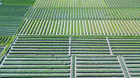Beautiful top view of red onion farmland with green leaves, farmer, and row of water irrigation....