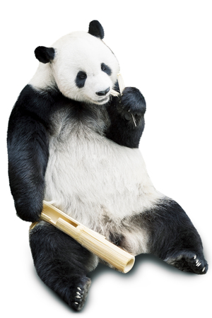 Giant panda eating bamboo isolated over white backgroundの写真素材