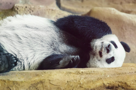 Cute giant panda sleepingの写真素材