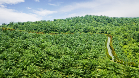 Drone view of green palm oil plantation at Cikidang, Sukabumi, West Java, Indonesiaの写真素材