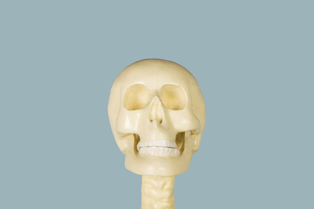 Closeup of human skull model with gray backgroundの写真素材