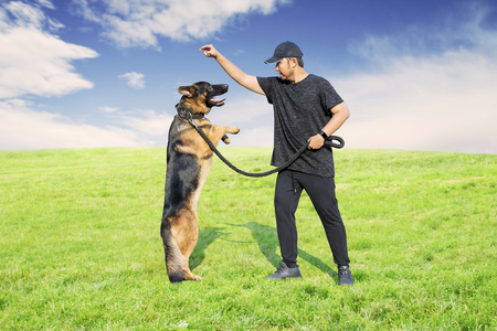 Picture of Asian man training his German Shepherd dog in the meadowの写真素材
