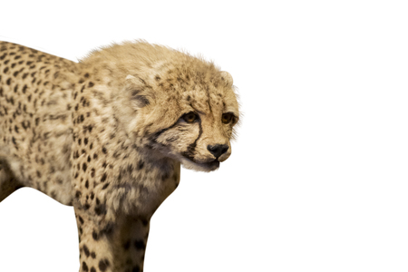 Close up of a stuffed cheetah cub standing in the studio, isolated on white backgroundの写真素材