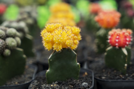 Close up of yellow flowers cactus planted in the pot