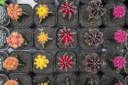 Top view of beautiful flower cactuses with different colors planted in the potの写真素材