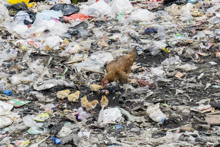 Image of chickens eating waste in the landfill. Shot in Jakarta, Indonesia