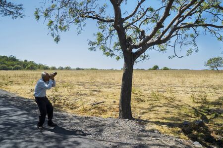 Picture of senior photographer taking a photo of two monkeys on a tree in Baluran national park at East Java, Indonesiaの写真素材