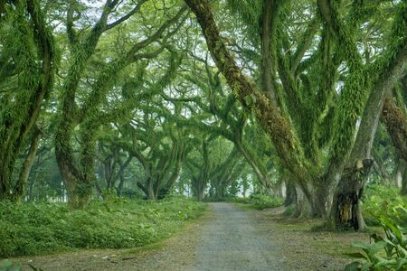 Beautiful view of path with green trees in De Djawatan forest at East Java, Indonesia.の写真素材