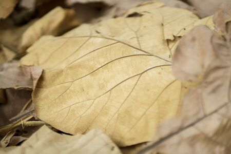 Close up of dried teak leaf on the ground at autumn season