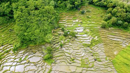 Aerial  view of rice field in Ciletuh Sukabumi, Indonesiaの写真素材