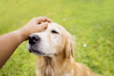 Love and friendship with animal concept: Cute Golden Retriever dog enjoying stroking from ownerの写真素材