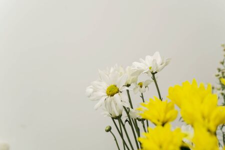 Spring concept: Yellow and white Jerusalem artichoke flowers isolated over white backgroundの写真素材